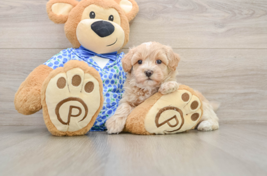 Best Maltipoo Baby