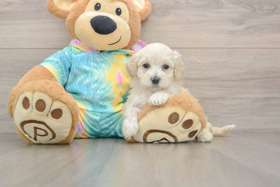 Smart Maltipoo Poodle Mix Pup
