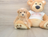 7 week old Maltipoo Puppy For Sale - Seaside Pups