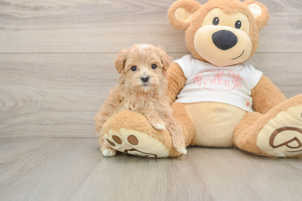 Little Multipoo Poodle Mix Puppy
