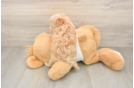 Best Maltipoo Baby