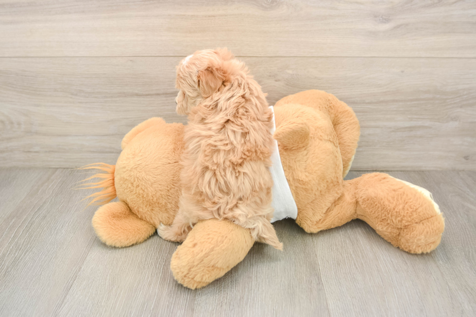 Best Maltipoo Baby