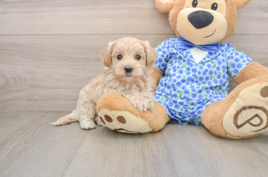 Maltipoo Pup Being Cute