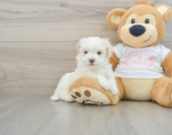 8 week old Maltipoo Puppy For Sale - Seaside Pups