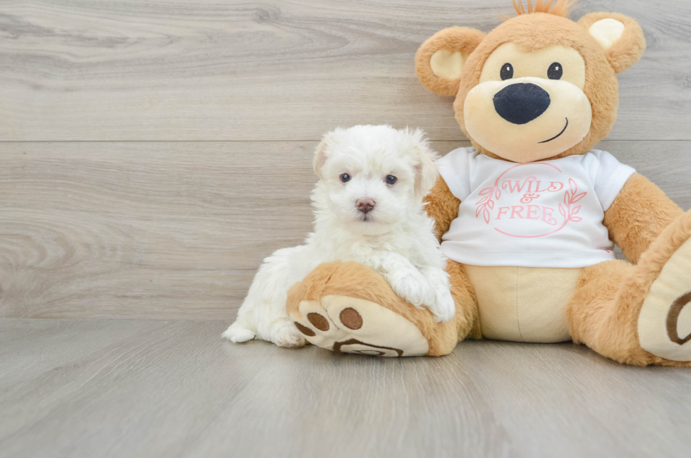 6 week old Maltipoo Puppy For Sale - Seaside Pups