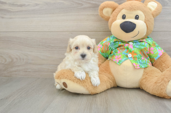 Maltipoo Puppy for Adoption