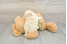 Funny Maltipoo Poodle Mix Pup
