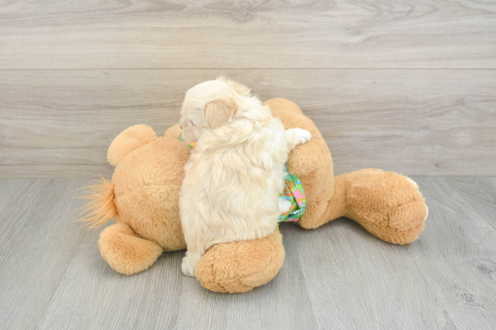 Funny Maltipoo Poodle Mix Pup