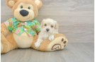 Maltipoo Pup Being Cute