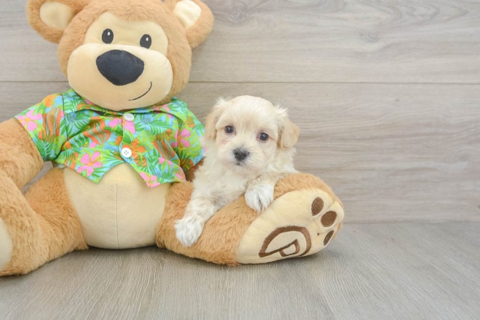 Maltipoo Pup Being Cute