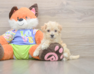 8 week old Maltipoo Puppy For Sale - Seaside Pups