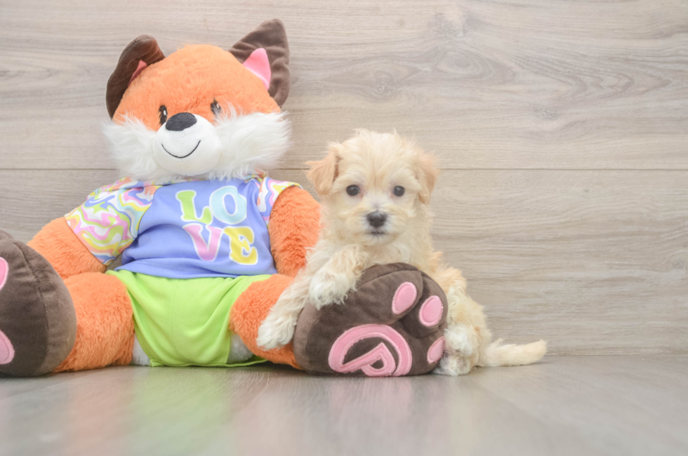 5 week old Maltipoo Puppy For Sale - Seaside Pups