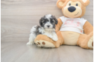 Maltipoo Puppy for Adoption