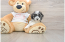 Smart Maltipoo Poodle Mix Pup