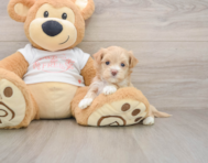 7 week old Maltipoo Puppy For Sale - Seaside Pups