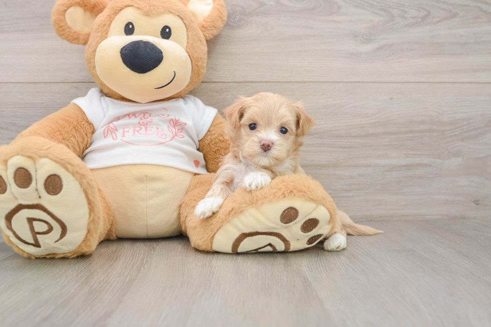 Maltipoo Puppy for Adoption