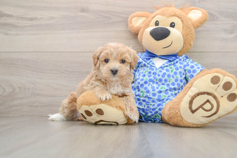 Playful Malt Oodle Poodle Mix Puppy