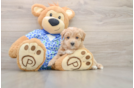 Best Maltipoo Baby