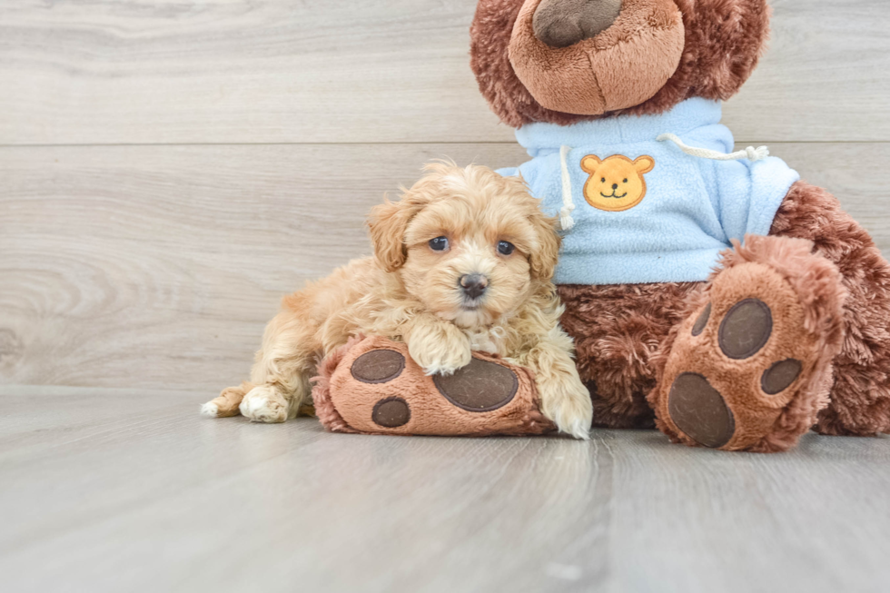 Best Maltipoo Baby