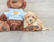 8 week old Maltipoo Puppy For Sale - Seaside Pups