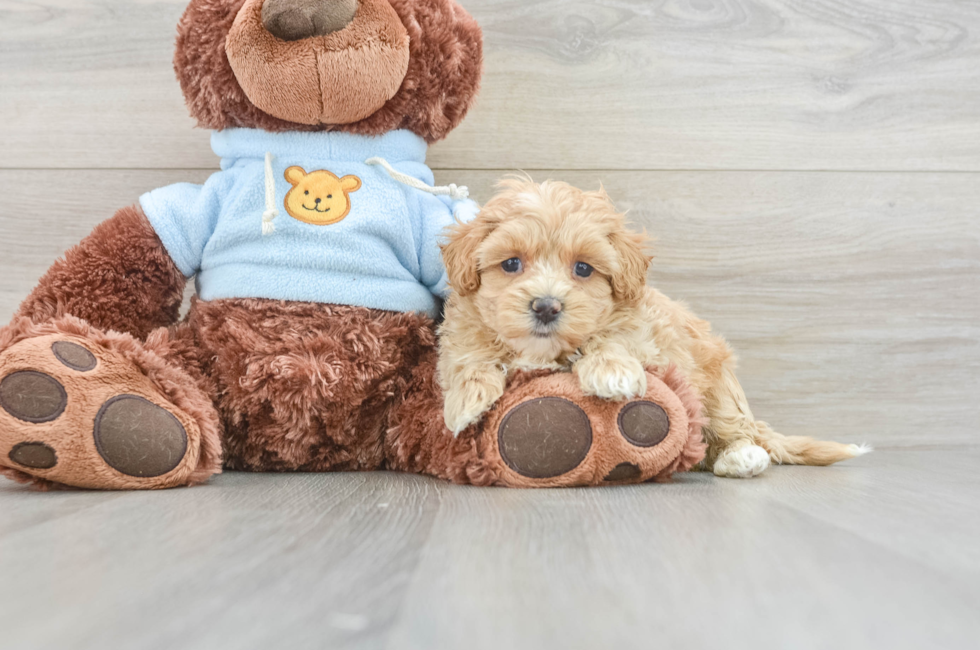 8 week old Maltipoo Puppy For Sale - Seaside Pups