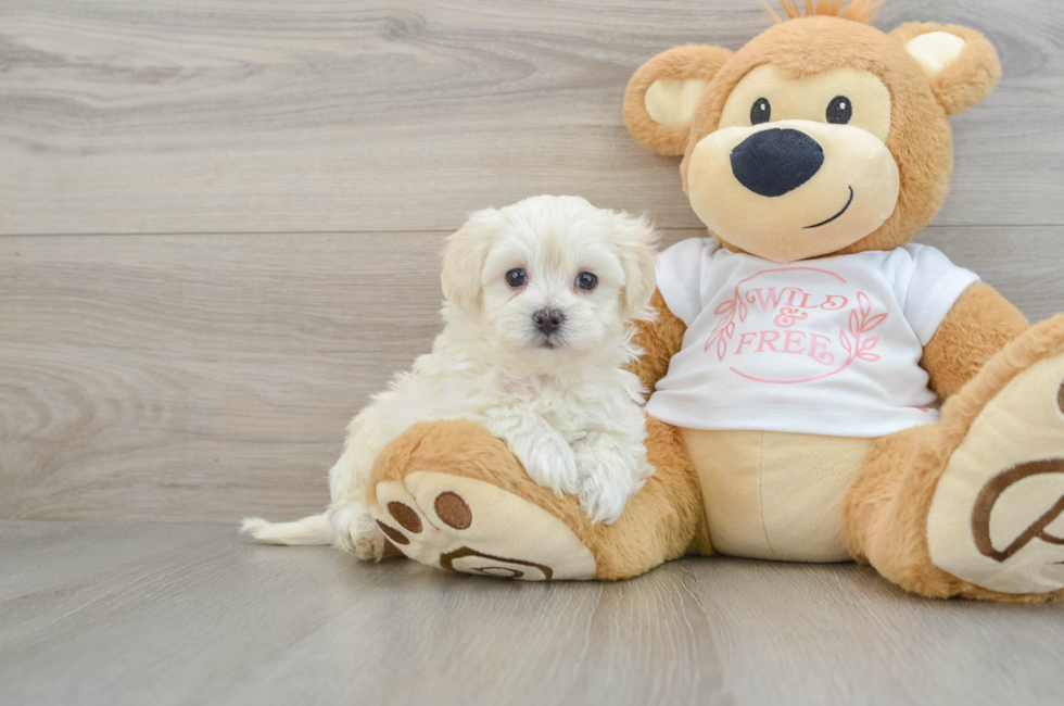 6 week old Maltipoo Puppy For Sale - Seaside Pups