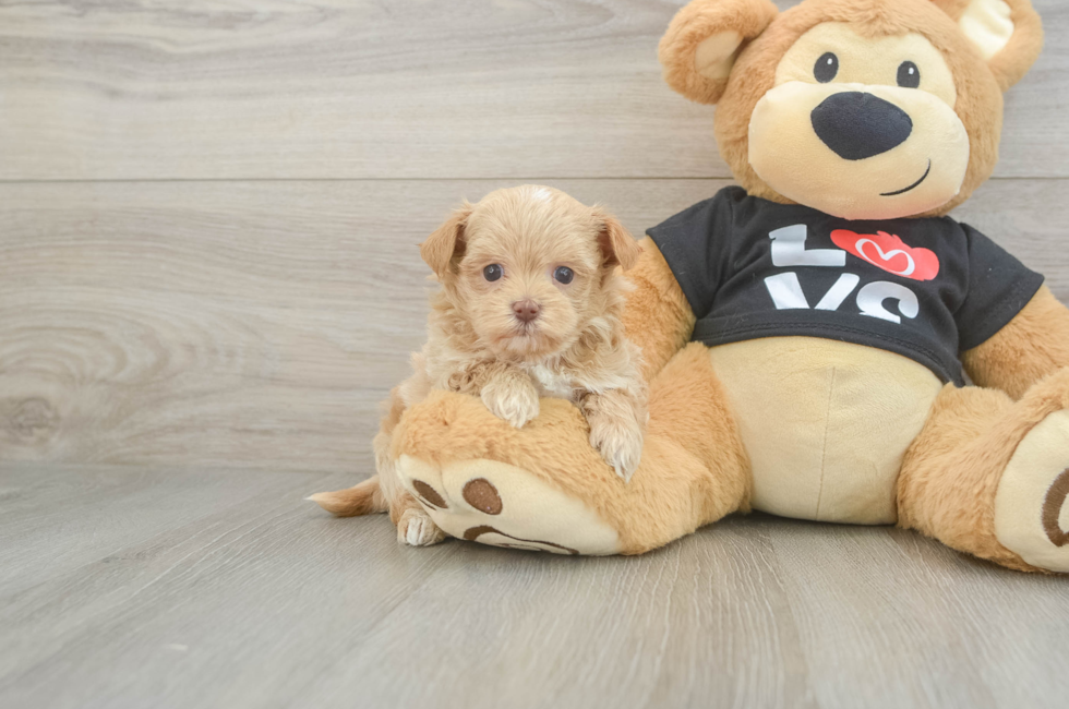 6 week old Maltipoo Puppy For Sale - Seaside Pups