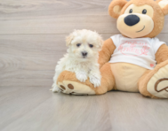 8 week old Maltipoo Puppy For Sale - Seaside Pups