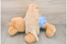 Fluffy Maltipoo Poodle Mix Pup