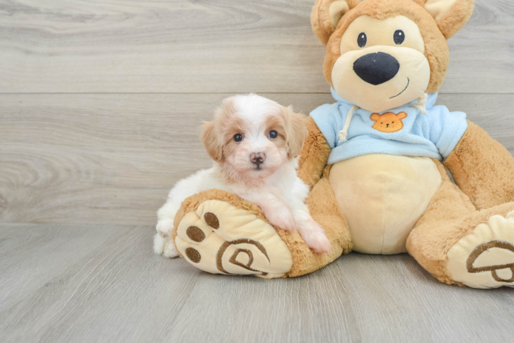 Petite Maltipoo Poodle Mix Pup