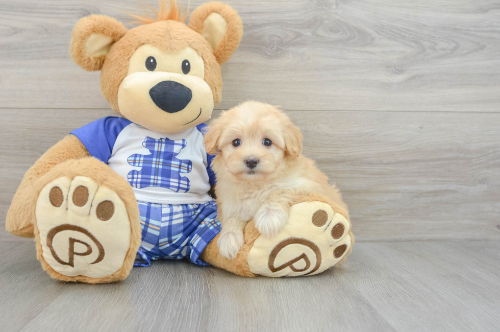 6 week old Maltipoo Puppy For Sale - Seaside Pups