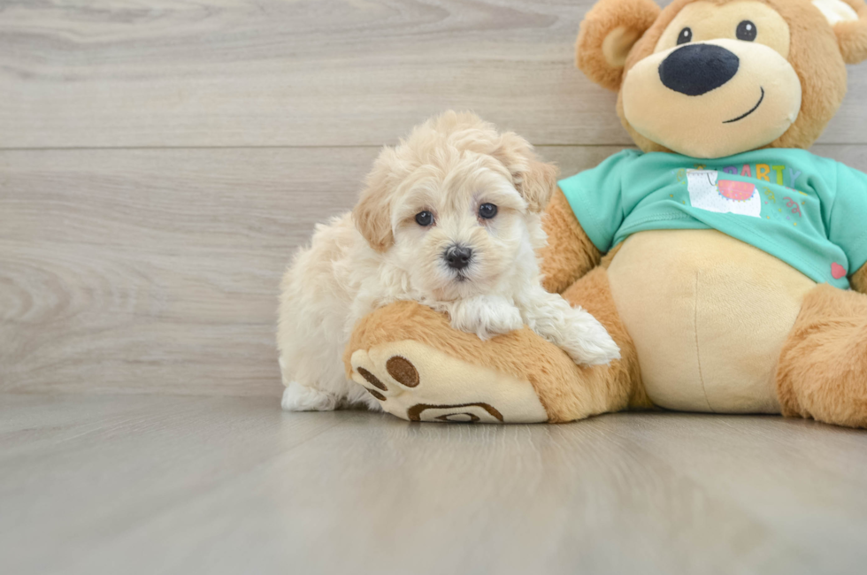 5 week old Maltipoo Puppy For Sale - Seaside Pups
