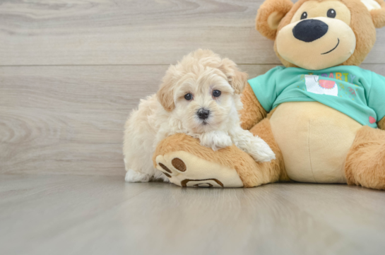 Playful Multipoo Poodle Mix Puppy