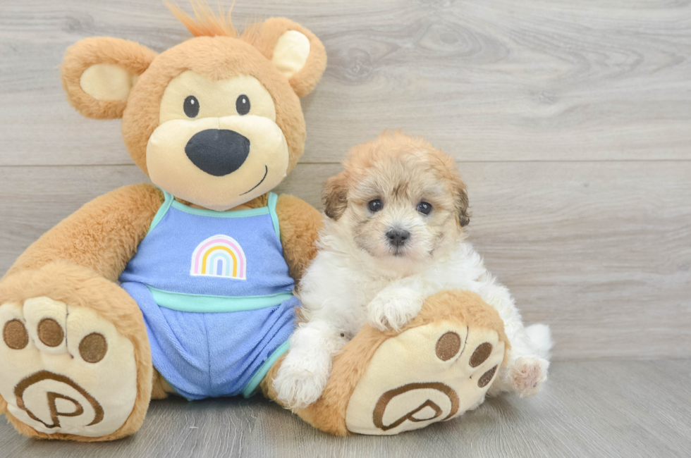 5 week old Maltipoo Puppy For Sale - Seaside Pups