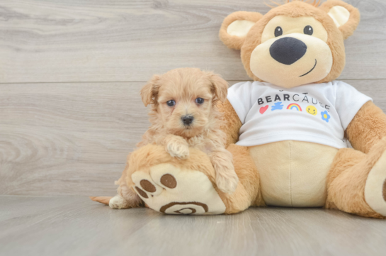 Maltipoo Pup Being Cute