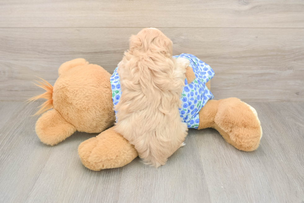 Playful Maltepoo Poodle Mix Puppy