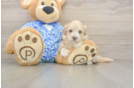 Popular Maltipoo Poodle Mix Pup