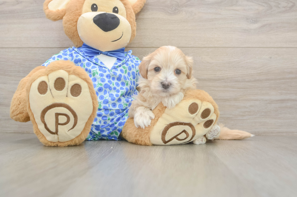 5 week old Maltipoo Puppy For Sale - Seaside Pups