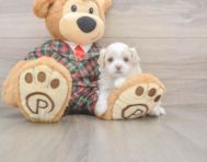 8 week old Maltipoo Puppy For Sale - Seaside Pups
