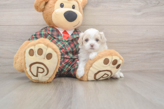 Maltipoo Puppy for Adoption