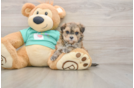 Maltipoo Puppy for Adoption