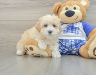 8 week old Maltipoo Puppy For Sale - Seaside Pups