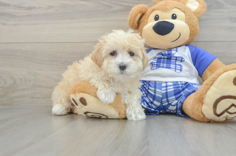 8 week old Maltipoo Puppy For Sale - Seaside Pups