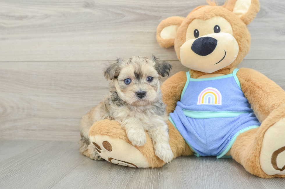 5 week old Maltipoo Puppy For Sale - Seaside Pups