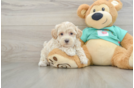 Maltipoo Puppy for Adoption