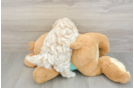 Maltipoo Puppy for Adoption