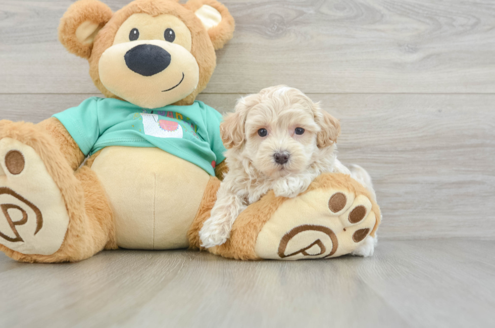 5 week old Maltipoo Puppy For Sale - Seaside Pups