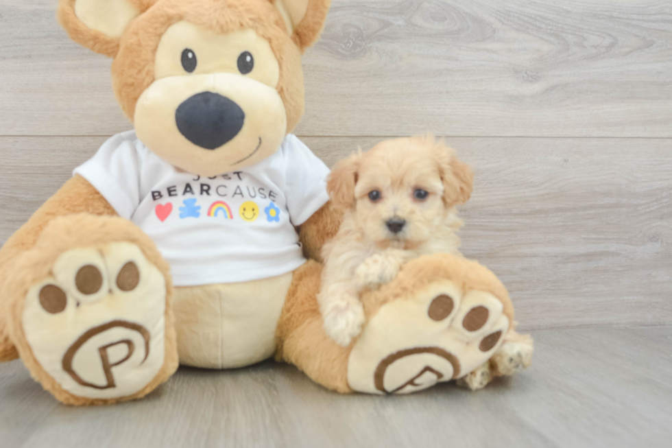 Maltipoo Puppy for Adoption