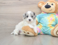 8 week old Maltipoo Puppy For Sale - Seaside Pups