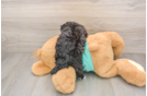 Best Maltipoo Baby